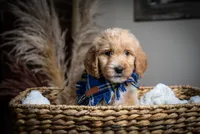Red, a male Goldendoodle for sale in Rochester, NY – 1 of 1
