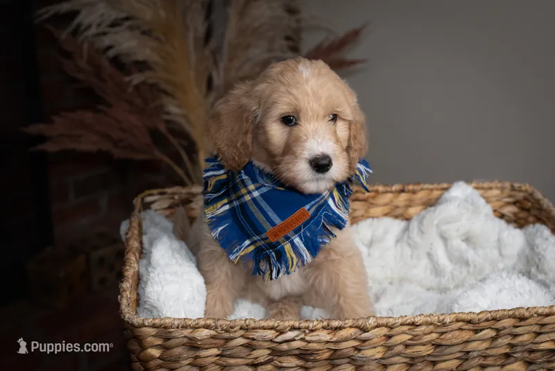 Mr. Green – Goldendoodle puppy for sale in Rochester, NY