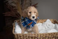 Mr. Green, a male Goldendoodle for sale in Rochester, NY – 1 of 1