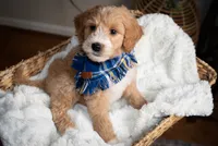 Blue, a male Goldendoodle for sale in Rochester, NY – 2 of 2