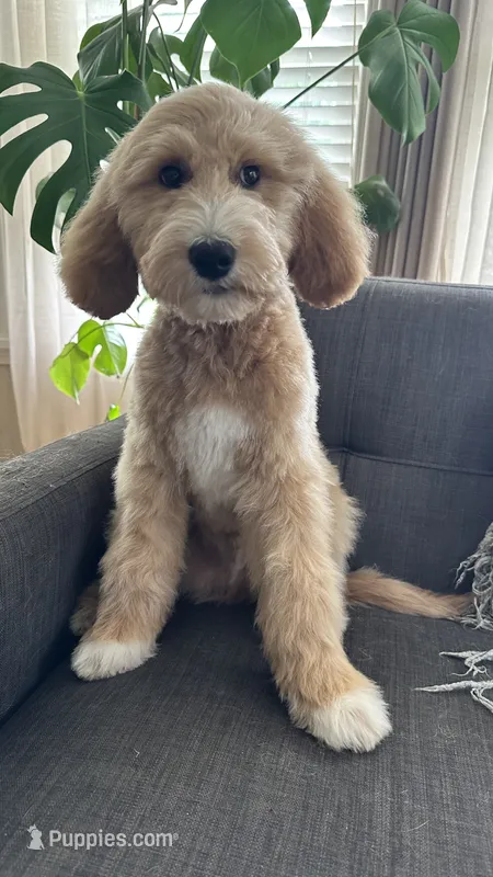 Mr. Green – Goldendoodle puppy for sale in Rochester, NY
