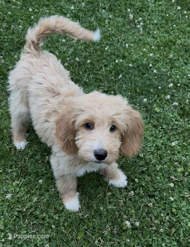Red – Goldendoodle puppy for sale in Rochester, NY