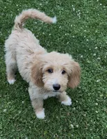 Red, a male Goldendoodle for sale in Rochester, NY – 3 of 3