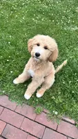 Mr. Green, a male Goldendoodle for sale in Rochester, NY – 2 of 2