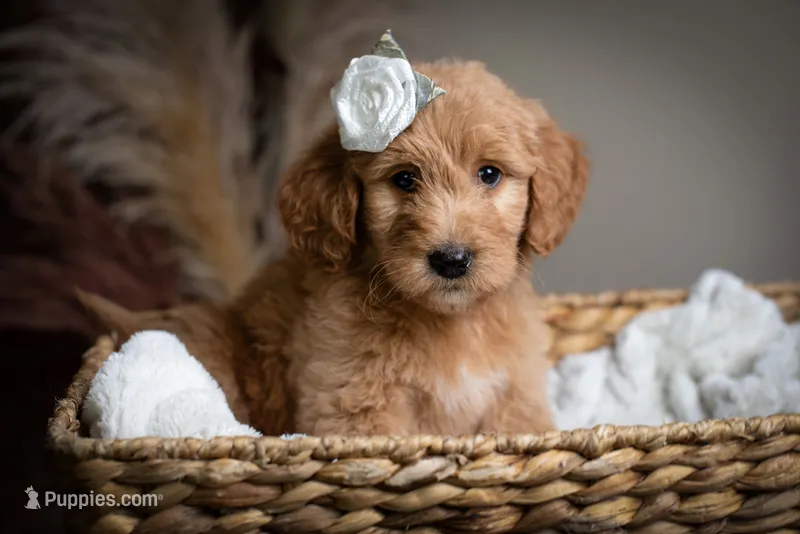 Miss Orange – Goldendoodle puppy for sale in Rochester, NY