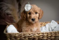 Miss Orange, a male Goldendoodle for sale in Rochester, NY – 1 of 1