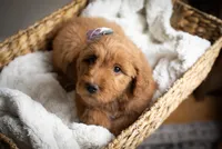 Miss Purple, a female Goldendoodle for sale in Rochester, NY – 2 of 2