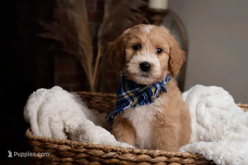 Blue – Goldendoodle puppy for sale in Rochester, NY