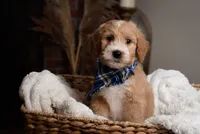 Blue, a male Goldendoodle for sale in Rochester, NY – 1 of 2