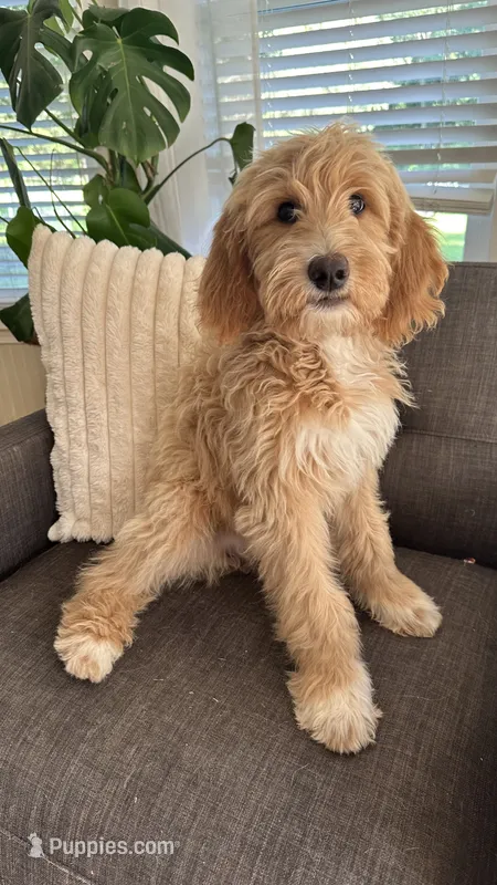Red – Goldendoodle puppy for sale in Rochester, NY