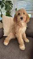 Red, a male Goldendoodle for sale in Rochester, NY – 1 of 3