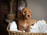 Miss Purple, a female Goldendoodle for sale in Rochester, NY – 1 of 2