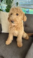 Miss Orange, a female Goldendoodle for sale in Rochester, NY – 3 of 3