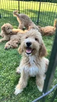 Red, a male Goldendoodle for sale in Rochester, NY – 2 of 3
