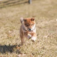 Togarashi, a male Shikoku for sale in Bethel, PA – Photo 1 of 2