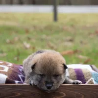 processed/7e261df7-c9cd-440d-a5e5-4a3921358262/listing/295c8512-6d86-4a5a-99d9-23ca5ef4a80e/a881a0d8-e14c-4ab8-8619-72a6b23b346f