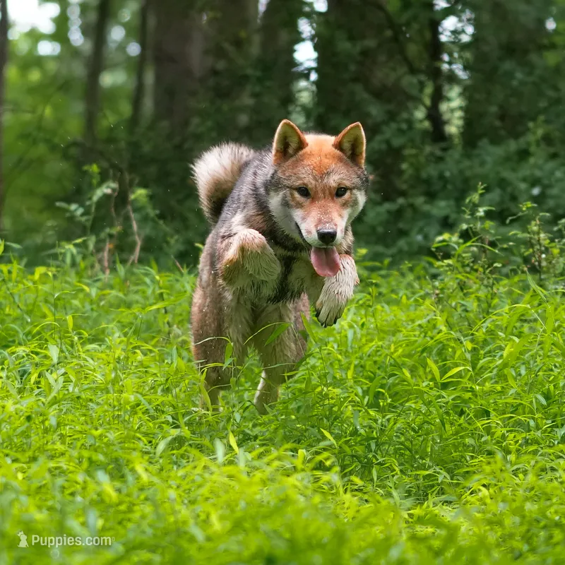 Hoshi – Shikoku puppy for sale in Bethel, PA