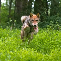 Hoshi, a female Shikoku for sale in Bethel, PA – 1 of 2