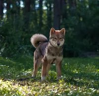 Hoshi, a female Shikoku for sale in Bethel, PA – 2 of 2