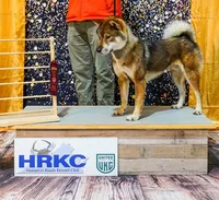 Haru, a male Shikoku for sale in Bethel, PA – 1 of 1