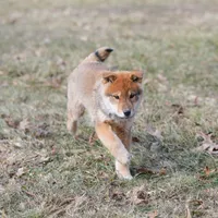 Rayu, a female Shikoku for sale in Bethel, PA – Photo 1 of 3