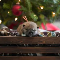 Rayu, a female Shikoku for sale in Bethel, PA – Photo 3 of 3