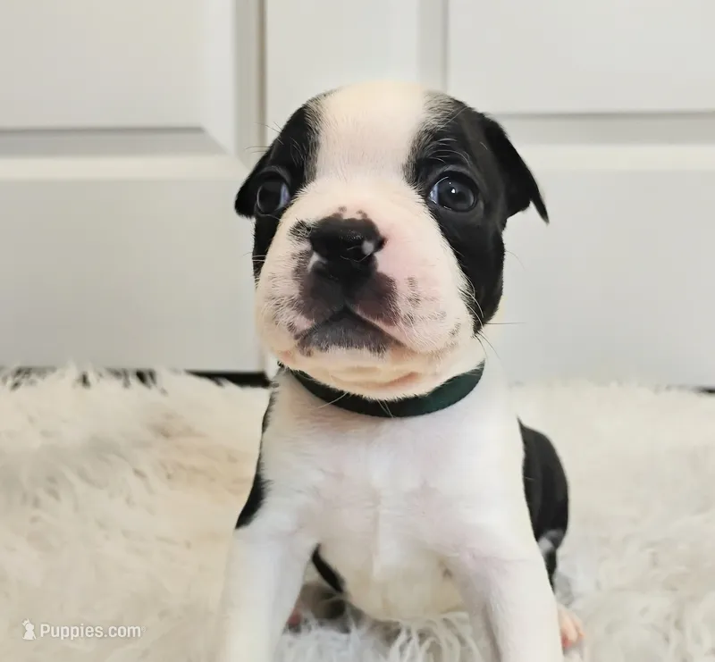 Green – Boston Terrier puppy for sale in Phoenix, AZ