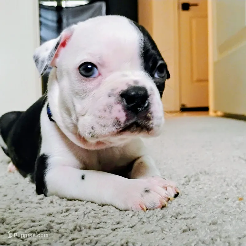 Blue – Boston Terrier puppy on hold in Phoenix, AZ