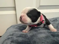 Pink, a female Boston Terrier for sale in Phoenix, AZ – 3 of 6