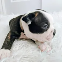 Grey, a male Boston Terrier for sale in Phoenix, AZ – 1 of 5