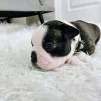 Grey, a male Boston Terrier for sale in Phoenix, AZ – 5 of 5