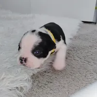 Yellow, a male Boston Terrier for sale in Phoenix, AZ – 6 of 10