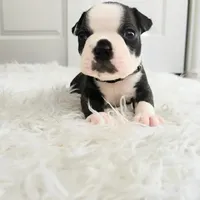 Grey, a male Boston Terrier for sale in Phoenix, AZ – 3 of 5