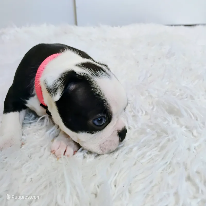 Pink – Boston Terrier puppy for sale in Phoenix, AZ