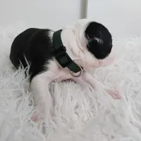 Green, a female Boston Terrier for sale in Phoenix, AZ – 5 of 10