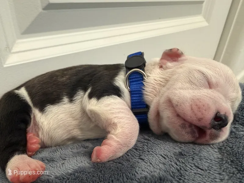 Blue – Boston Terrier puppy for sale in Phoenix, AZ