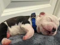 Blue, a male Boston Terrier for sale in Phoenix, AZ – 1 of 6