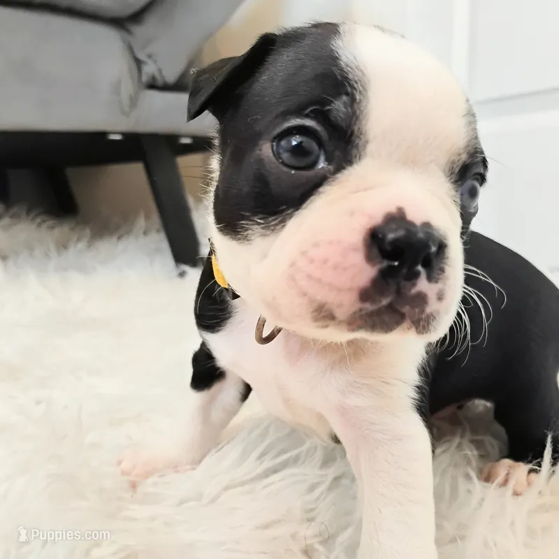 Yellow – Boston Terrier puppy for sale in Phoenix, AZ
