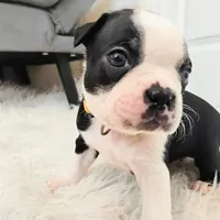 Yellow, a male Boston Terrier for sale in Phoenix, AZ – 1 of 10