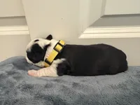 Yellow, a male Boston Terrier for sale in Phoenix, AZ – 4 of 8