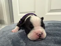 Purple, a female Boston Terrier for sale in Phoenix, AZ – 7 of 7