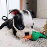 Pink, a female Boston Terrier for sale in Phoenix, AZ – 2 of 10