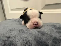 Yellow, a male Boston Terrier for sale in Phoenix, AZ – 6 of 8