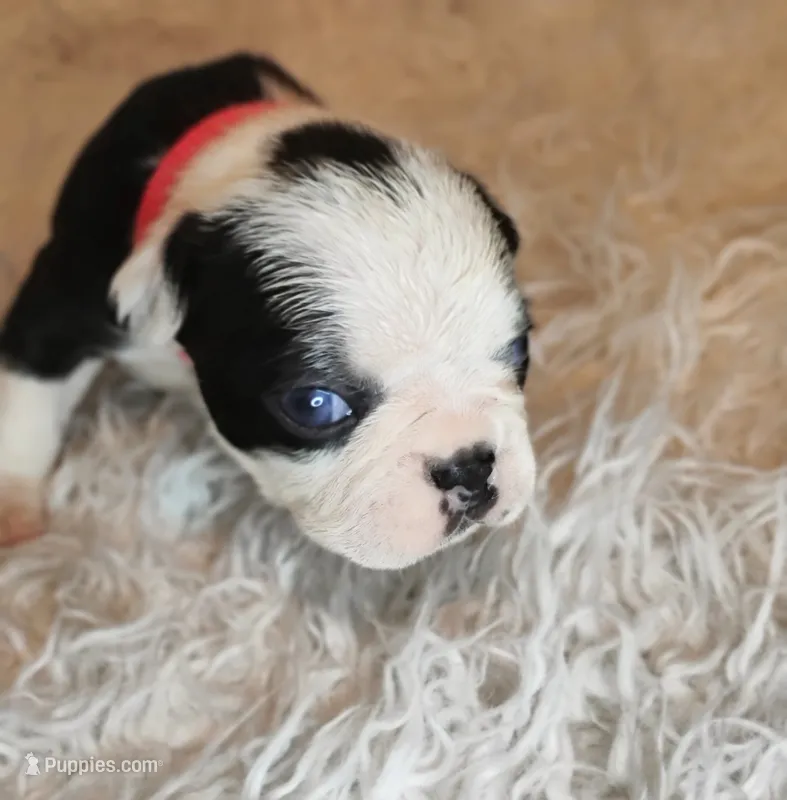 Pink – Boston Terrier puppy for sale in Phoenix, AZ