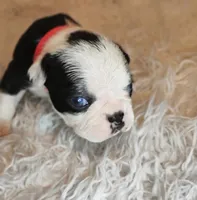 Pink, a female Boston Terrier for sale in Phoenix, AZ – 5 of 10