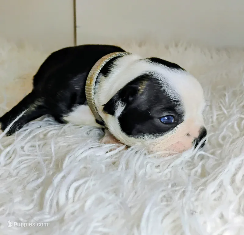 Grey – Boston Terrier puppy for sale in Phoenix, AZ