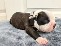 Grey, a male Boston Terrier for sale in Phoenix, AZ – 4 of 6