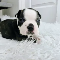 Grey, a male Boston Terrier for sale in Phoenix, AZ – 2 of 5