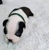 Green, a female Boston Terrier for sale in Phoenix, AZ – 6 of 10