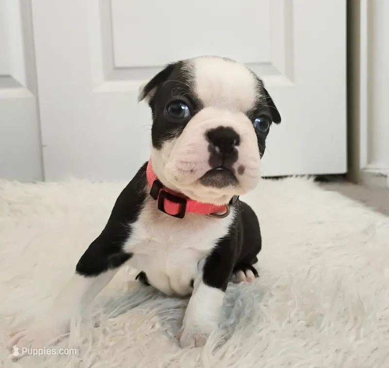 Pink – Boston Terrier puppy for sale in Phoenix, AZ